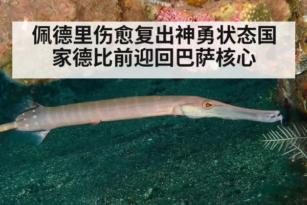 佩德里伤愈复出神勇状态国家德比前迎回巴萨核心